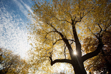Gold Light Through Tree Botanical Backdrop IBD-24305